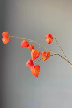 Pip Studio Kunstbloemen<Pip Kunstbloemen Fall Beauty