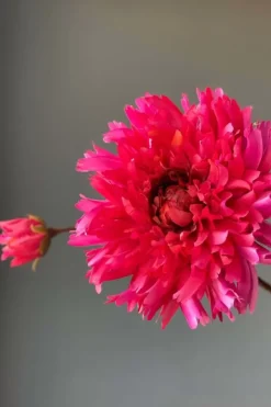 Pip Studio Kunstbloemen<Pip Kunstbloemen Fall Beauty